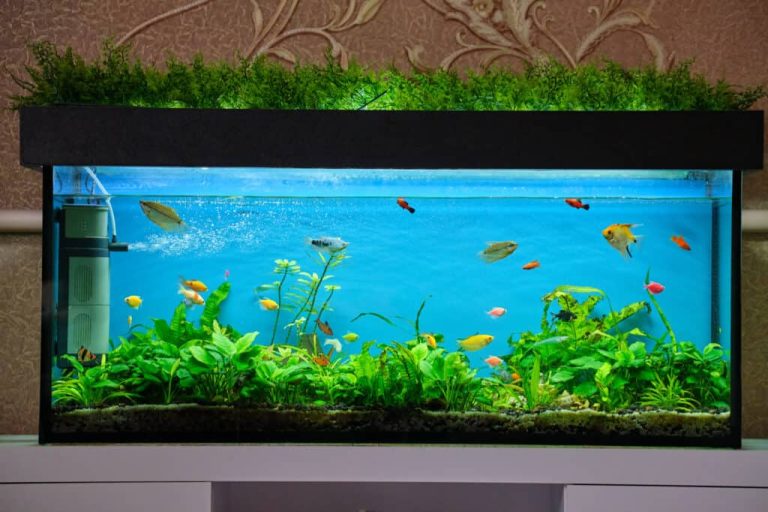 Creating an Aquatic Paradise: Fish Tank Inspirations