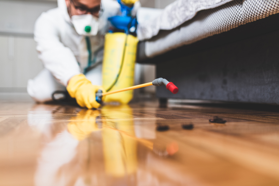 Commercial Pest Control Services: Maintaining Cleanliness and Productivity in Your Business