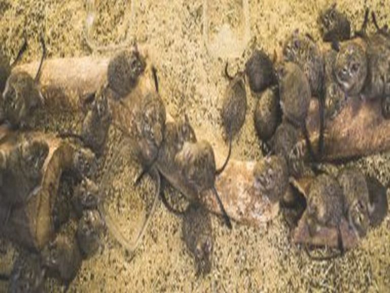 Combatting Rats: Pest Control Best Practices