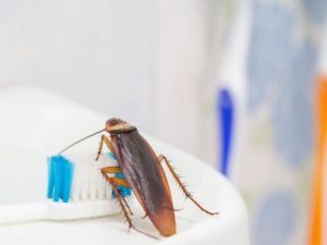Expert Pest Control Advice for Sydney Homeowners