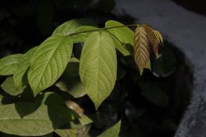 All About White Thai Kratom Strain: Benefits, Effects, and More