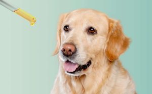 From Stress to Arthritis How CBD Oil Can Benefit Your Dog