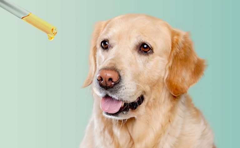 From Stress to Arthritis How CBD Oil Can Benefit Your Dog