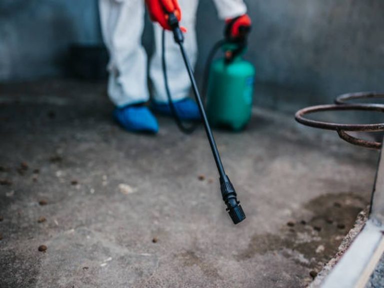 The Ultimate Guide to Spider Pest Control in Sydney: Expert Tips and Strategies