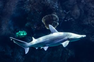 Candace Nelson's Net Worth From Shark Tank to Culinary Fame