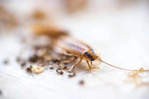 Sydney's Termite Pest Control Toolbox: Essential Products and Tools