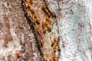 Protecting Your Investment: Termite Control Tips for Real Estate Owners