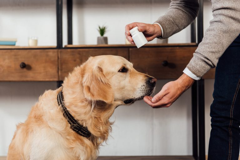 Help Your Dogs Enjoy Healthy Life with CBD Oil